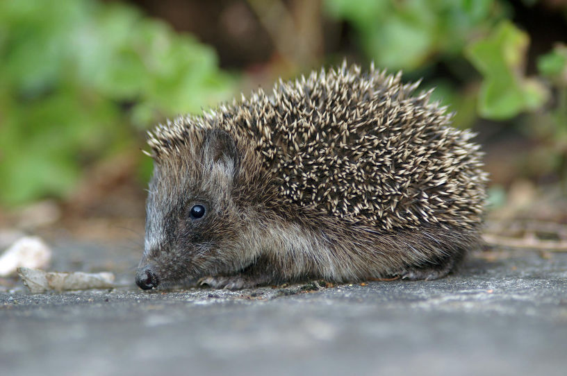 Ein Igel im Garten 